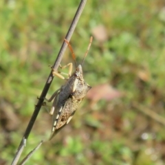 Oechalia schellenbergii (Spined Predatory Shield Bug) at Amaroo, ACT - 3 May 2020 by Christine