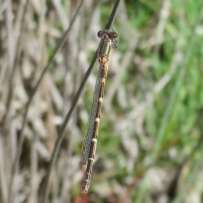 Austrolestes leda (Wandering Ringtail) at Amaroo, ACT - 3 May 2020 by Christine