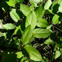 Lonicera japonica (Japanese Honeysuckle) at Theodore, ACT - 4 May 2020 by Owen