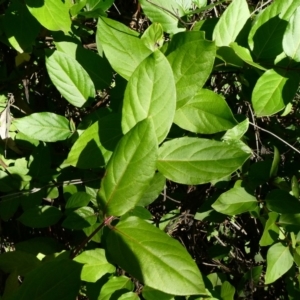 Lonicera japonica at Theodore, ACT - 4 May 2020