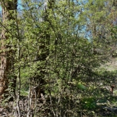 Crataegus monogyna at Theodore, ACT - 4 May 2020