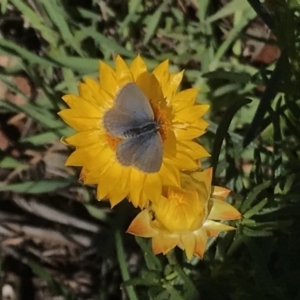 Zizina otis at Stromlo, ACT - 4 May 2020 11:29 AM