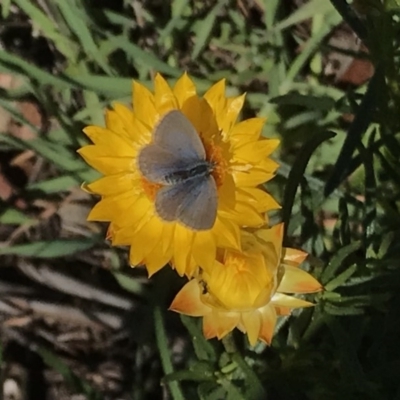 Zizina otis (Common Grass-Blue) at Stromlo, ACT - 4 May 2020 by EggShell