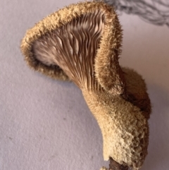 Lentinus fasciatus (Hairy Trumpet) at Gundaroo, NSW - 3 May 2020 by leegundaroo