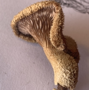 Lentinus fasciatus at Gundaroo, NSW - 3 May 2020