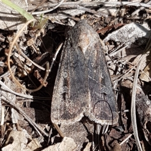 Agrotis infusa at Dunlop, ACT - 4 May 2020 11:03 AM