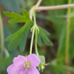 Geranium solanderi var. solanderi (Native Geranium) at Dunlop, ACT - 4 May 2020 by tpreston