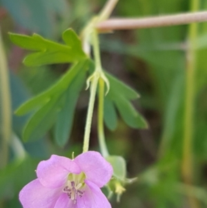 Geranium solanderi var. solanderi at Dunlop, ACT - 4 May 2020 11:06 AM