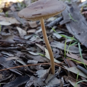 Oudemansiella gigaspora group at Dunlop, ACT - 4 May 2020