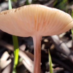 Oudemansiella gigaspora group at Dunlop, ACT - 4 May 2020