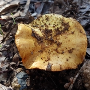 Cortinarius sp. at Dunlop, ACT - 4 May 2020