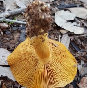 Cortinarius sp. at Dunlop, ACT - 4 May 2020