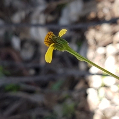 Bidens subalternans (Greater Beggars Ticks) at Wallaroo, NSW - 4 May 2020 by tpreston