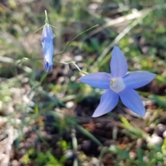 Wahlenbergia capillaris (Tufted Bluebell) at Woodstock Nature Reserve - 4 May 2020 by tpreston