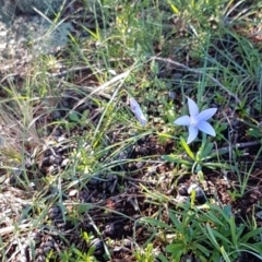 Wahlenbergia capillaris at Dunlop, ACT - 4 May 2020