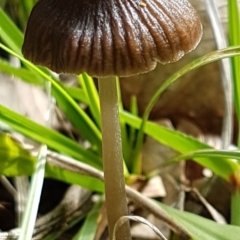 Unidentified Cap on a stem; gills below cap [mushrooms or mushroom-like] at Dunlop, ACT - 4 May 2020 by trevorpreston