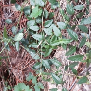 Opercularia hispida at Isaacs, ACT - 4 May 2020