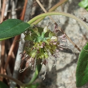 Opercularia hispida at Isaacs, ACT - 4 May 2020