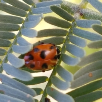 Hippodamia variegata (Spotted Amber Ladybird) at Woodstock Nature Reserve - 4 May 2020 by tpreston