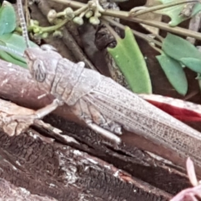 Pardillana limbata (Common Pardillana) at Dunlop, ACT - 4 May 2020 by tpreston