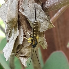 Sericopimpla sp. (genus) (Case Moth Larvae Parasite Wasp) at Dunlop, ACT - 4 May 2020 by tpreston