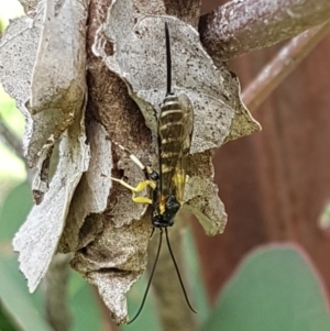 Sericopimpla sp. (genus) at Dunlop, ACT - 4 May 2020