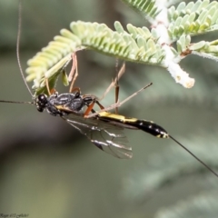 Ichneumonidae (family) (Unidentified ichneumon wasp) at Umbagong District Park - 4 May 2020 by Roger