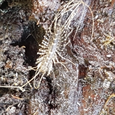 Scutigeridae (family) (A scutigerid centipede) at Dunlop, ACT - 4 May 2020 by tpreston