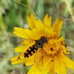 Melangyna viridiceps (Hover fly) at Dunlop, ACT - 4 May 2020 by tpreston