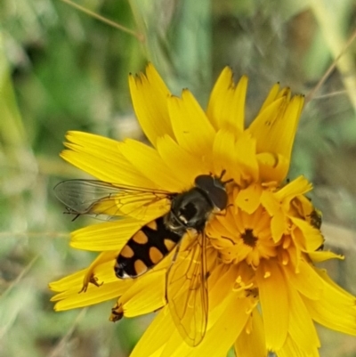 Melangyna viridiceps (Hover fly) at Dunlop, ACT - 4 May 2020 by trevorpreston