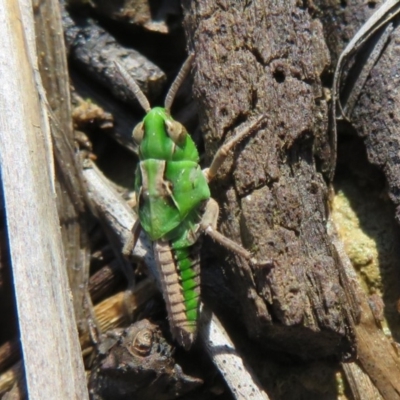 Perala viridis (Spring buzzer) at Amaroo, ACT - 3 May 2020 by Christine