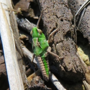 Perala viridis at Amaroo, ACT - 3 May 2020