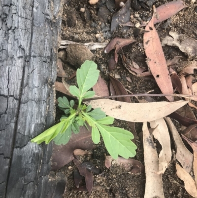 Unidentified Plant at Upper Nepean State Conservation Area - 7 Apr 2020 by Cazwell1987