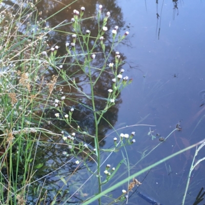 Symphyotrichum subulatum (Wild Aster, Bushy Starwort) at Dunlop, ACT - 3 May 2020 by JaneR