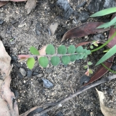 Unidentified Plant at Balmoral - 7 Apr 2020 by Caz_well1987