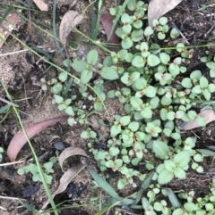 Unidentified Plant at Balmoral - 7 Apr 2020 by Cazwell1987