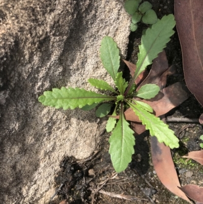 Unidentified Plant at Upper Nepean State Conservation Area - 9 Jul 2020 by Caz_well1987