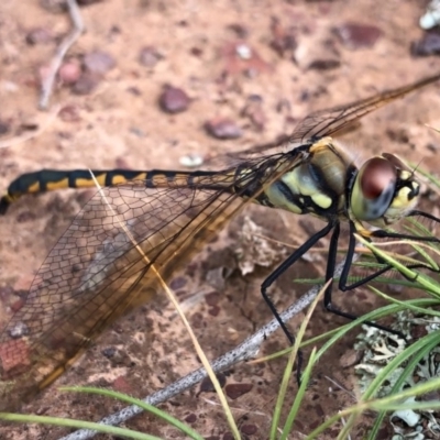 Hemicordulia tau (Tau Emerald) at Forde, ACT - 3 May 2020 by JasonC