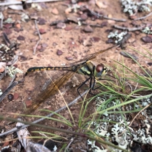 Hemicordulia tau at Forde, ACT - 4 May 2020