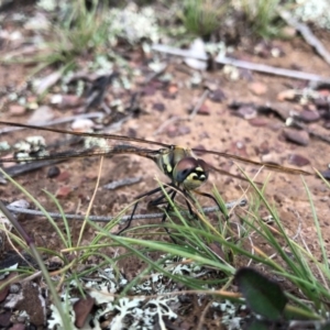 Hemicordulia tau at Forde, ACT - 4 May 2020