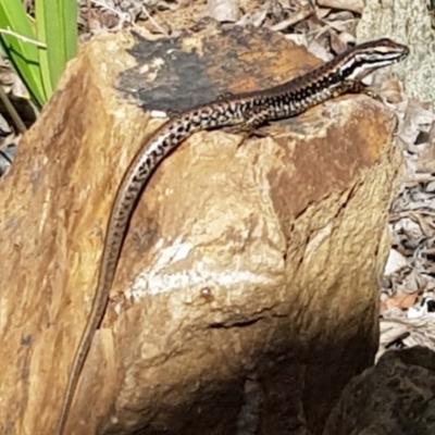 Eulamprus heatwolei (Yellow-bellied Water Skink) at Pialligo, ACT - 4 May 2020 by wombey