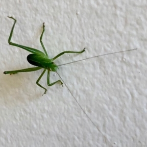 Caedicia simplex at Aranda, ACT - 4 May 2020