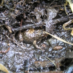 Crinia sp. (genus) at Deakin, ACT - 4 May 2020