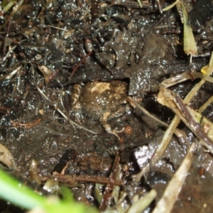 Crinia sp. (genus) at Deakin, ACT - 4 May 2020