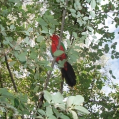Alisterus scapularis (Australian King-Parrot) at Federal Golf Course - 4 May 2020 by TexanReptilian