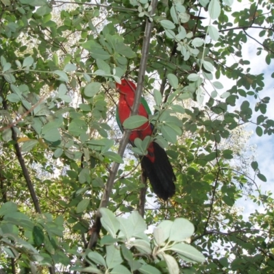 Alisterus scapularis (Australian King-Parrot) at Federal Golf Course - 4 May 2020 by TexanReptilian