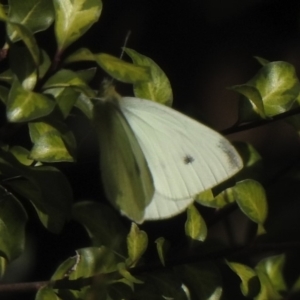 Pieris rapae at Aranda, ACT - 3 May 2020 10:07 AM