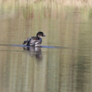 Biziura lobata at Greenway, ACT - 3 May 2020