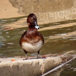 Aythya australis at Monash, ACT - 3 May 2020 01:32 PM