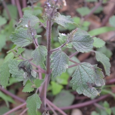 Plectranthus parviflorus (Cockspur Flower) at Surf Beach, NSW - 3 May 2020 by LyndalT